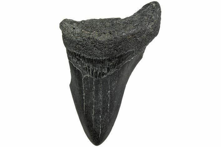 Partial Megalodon Tooth #194076
